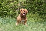 DOGUE DE BORDEAUX 094